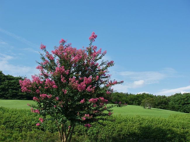 真夏に輝くサルスベリ。<br /><br />＊2009年　夏 <br />