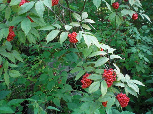 早速かわいい実を発見！<br /><br />フィンランドでは誰でもベリーやキノコを採ってよいそうですね。<br />この赤い実は何でしょうか？？？