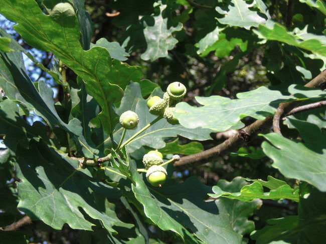 どんぐりといえば、なんとなくこういうイメージだった。