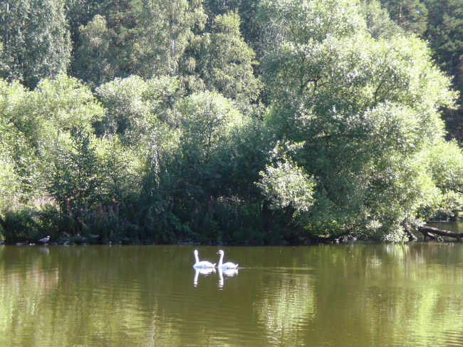 おお。着いた。<br />白鳥湖です。<br />二羽の白鳥が優雅に泳いでおりました。<br />湖の周りには人も数名いたので、ちょっとホッとしました。