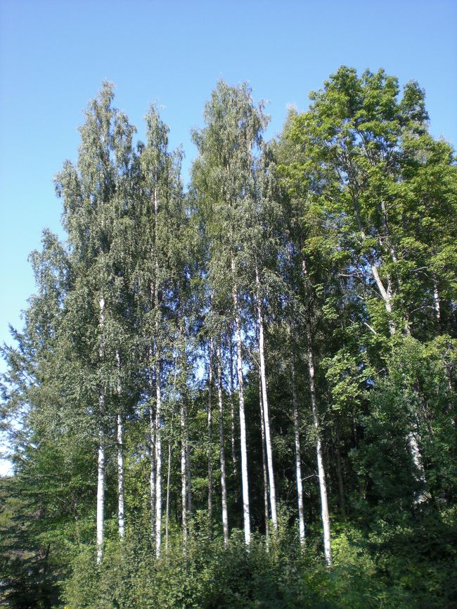 白樺がすっと高く伸びていて、北欧に来たことを実感しました。