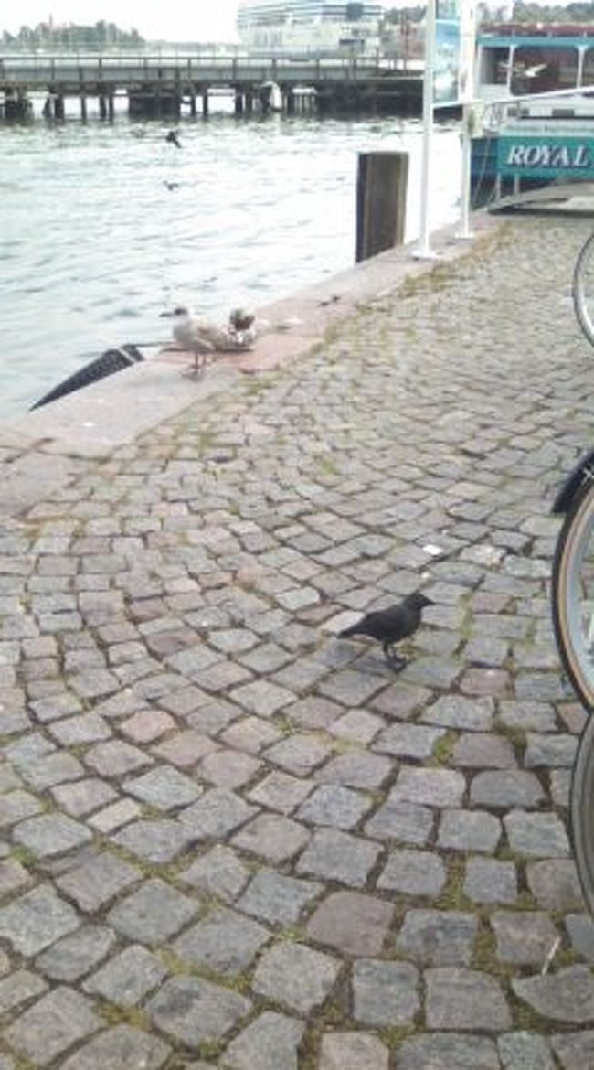 かもめさんと、からすさん★<br />フィンランドのかもめはでかい、は本当でした！！！！！！！！！！