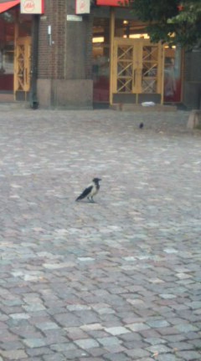 フィンランドのカラスさん、白いベストをお召しになってます★<br /><br />これは帰り道、中央駅に向かう途中に撮ったんですけど<br />この時はなんか猛烈に寂しかったなぁ〜‥‥<br />あぁ帰るのか、やっぱ帰んなきゃ駄目か、と。<br />ヘルシンキは非常に居心地の良いところだったので<br />しばらく住んでもいいかな、くらいに思っていたのに∵;;<br /><br />今回初めて旅行記を作ったんですが、写真が足りなかったです。。。。。<br />意識してたくさん撮らないと、リアルな日程の流れが伝わらないですね。<br />１人旅だと、全てのことを自分でしなきゃなので<br />難しいとは思いますが‥‥次回はもう少し頑張ろう！<br /><br />こんなつたない旅日記をお読み頂いた方、ありがとうございました♪<br />