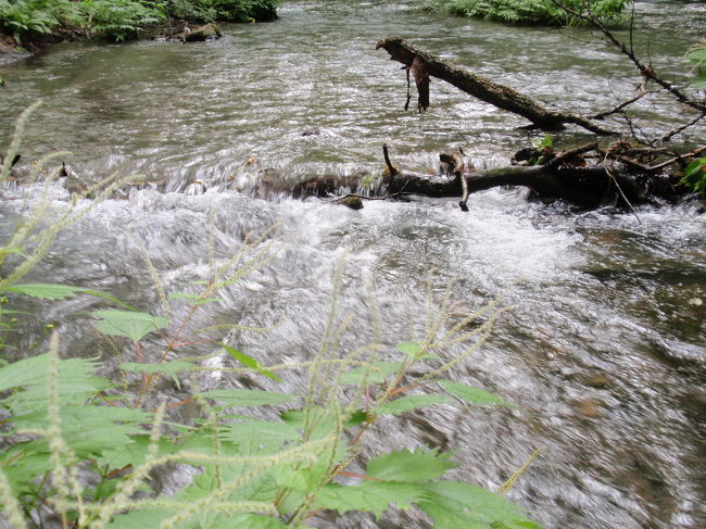 先ほどの奥入瀬渓流観光センターに<br />散策マップが置いてあります。<br />地図を見ながら見所をチェック。