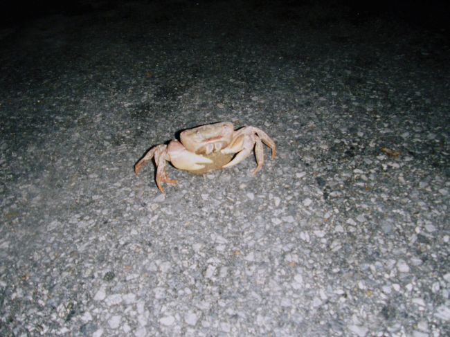 バーデハウスからの帰り、道路の中央になにやら動くものを発見！！<br /><br />蟹さんが横断中でした(*￣∀￣)"<br />車を運転してて気付くくらいの大きい蟹さんでした。