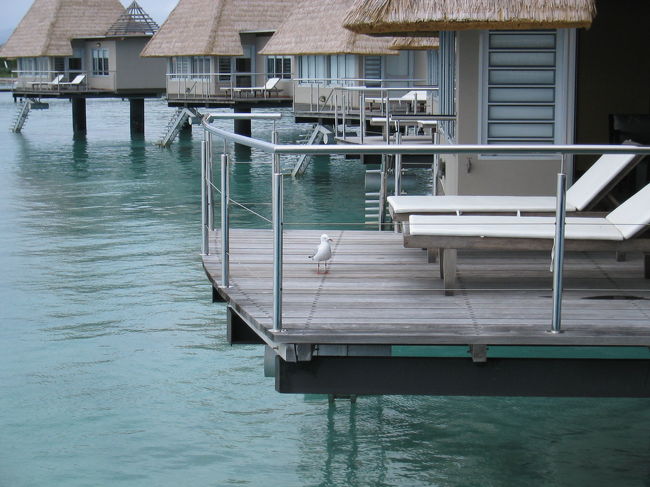 あっ、海鳥が。