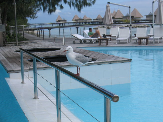 あちらこちらに海鳥がいます。