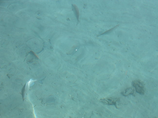 海には沢山の魚たちが・・・