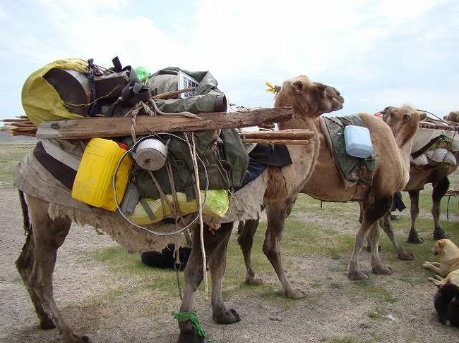らくだの背にはゲルの骨組みや家財道具がいっぱい