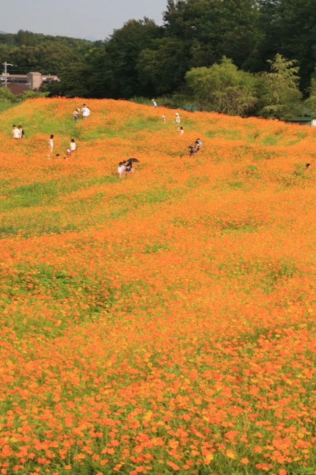 小さな旅 黄花コスモスが満開 今見頃 愛知牧場 09 尾張旭 日進 愛知県 の旅行記 ブログ By シベックさん フォートラベル