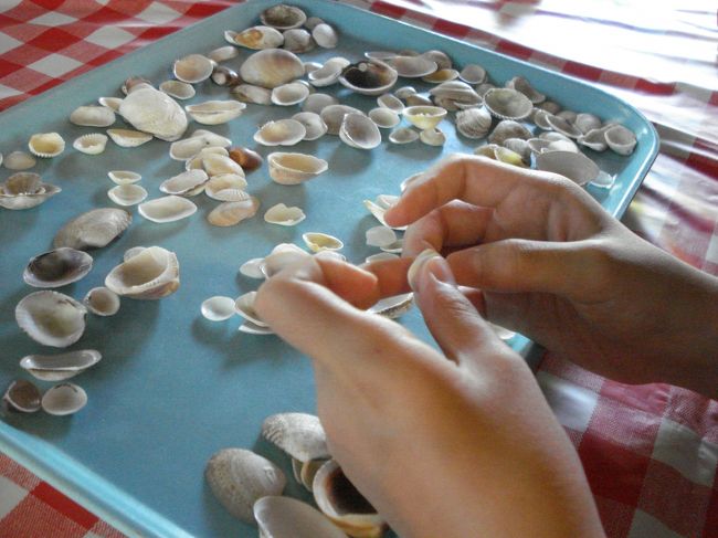 カードをはさむために同じくらいの大きさの貝を<br />２個選びます