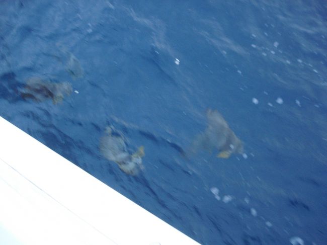 途中でお魚のえさが配られ<br />みんな夢中であげていました<br /><br />とっても大きいお魚がたくさんきました〜