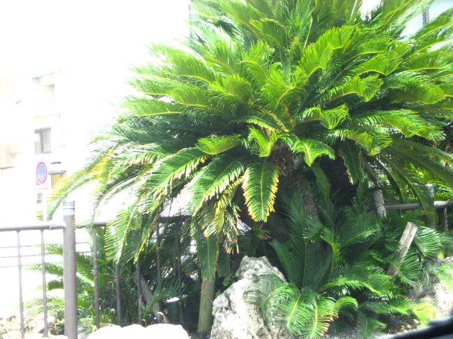 １日目。<br />那覇市内の「てんtoてん」で沖縄そばを食べ、瀬底島に向けてドライブ。<br />中央分離帯にはソテツが並んでいる。