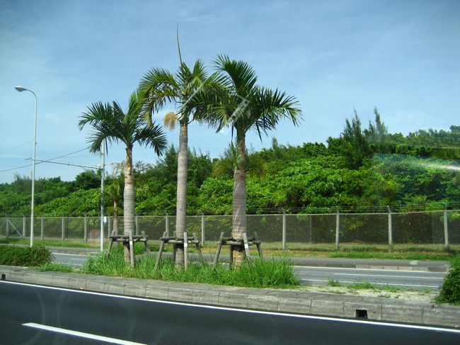 ヤシも登場。<br />南国気分に♪