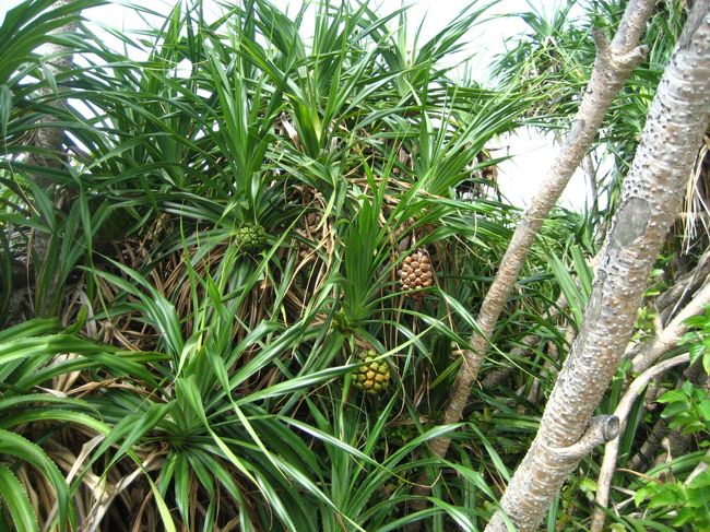 途中、景勝地「万座毛」で休憩。<br />なんか実ってるよ？食べれるの？