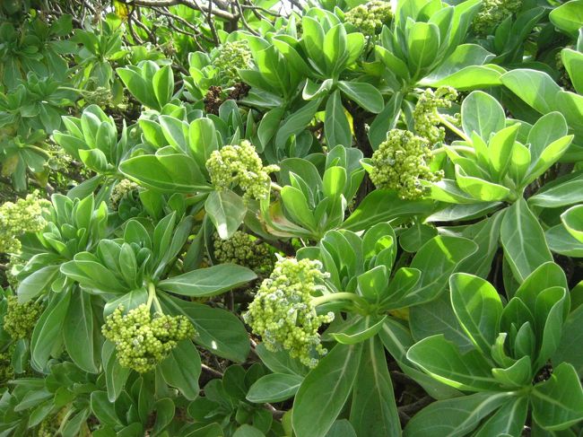 見たことのない植物ばかりです＾＾；