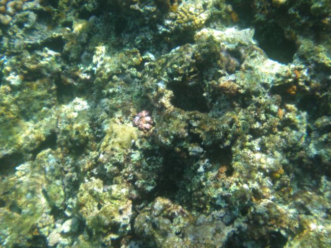 海底はかなりごつごつしています。<br />熱帯魚たちが泳いでいましたが、<br />残念ながら動きが早すぎて、きれいにとれず＾＾；