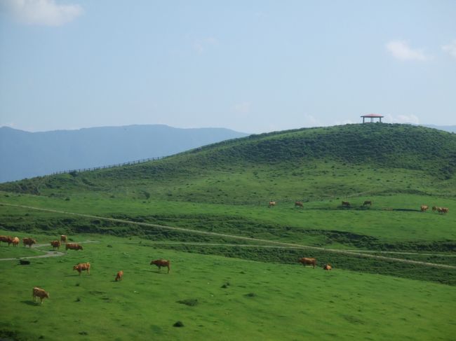 うぉ〜、牛さんがよ〜けいるいる。。<br /><br />でも、今晩の夕飯は、馬刺し・・・。<br /><br />普段見れない風景って、ほんと感動します。