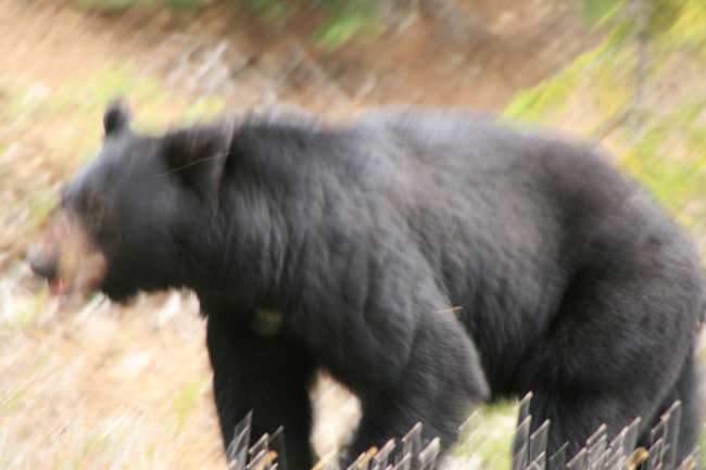 去年は見れなかった<br />熊。<br /><br />念願の熊なのに<br />ピンボケ〜（；；）