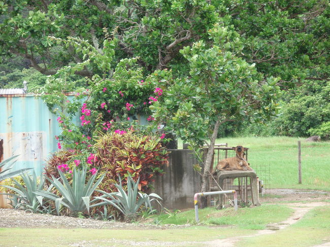 道路沿いの犬。<br /><br />遠吠え中。