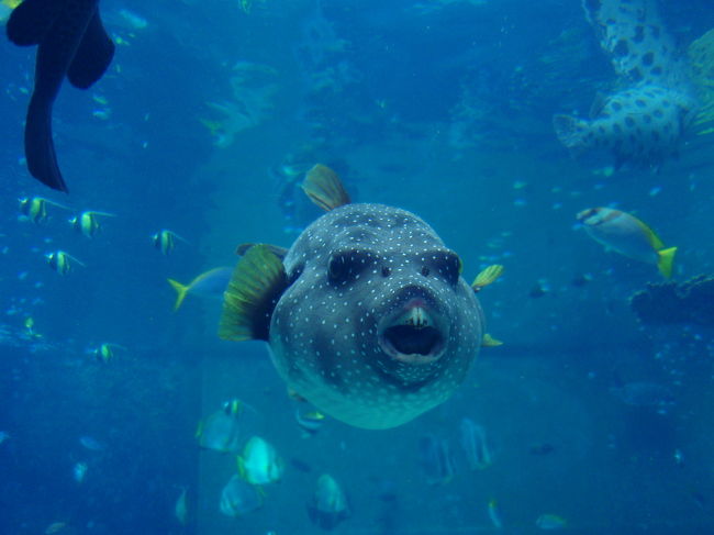 美ら海水族館で、<br />変顔を披露する魚発見！<br /><br />サービス精神旺盛。