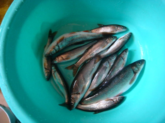 釣れました〜。ハヤばかりですが。<br />くれぐれも遊漁券を購入して下さいね。