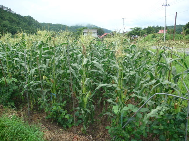 とうもろこし畑。<br />今すぐもぎって食べたい！<br />とうもろこしは、鮮度が命です。<br />朝一が一番糖度が高くて美味しいそうです。