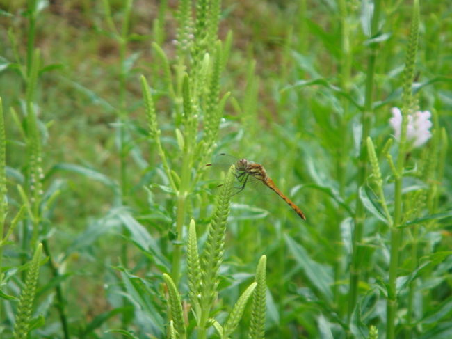 なんかこういうの好きです。