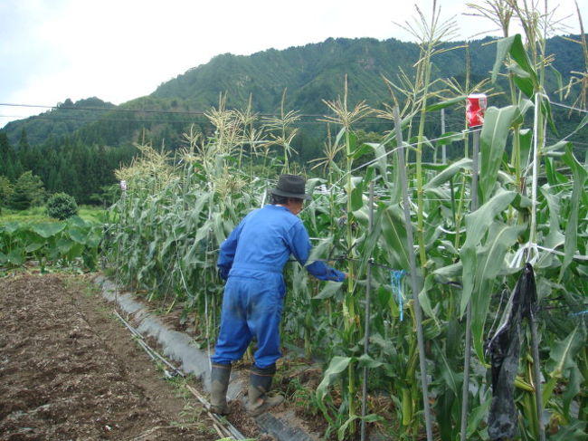 こぶし館隣で畑仕事をしているご主人。<br />天候の心配をしていました。<br /><br />とうもろこし畑です。ちょっと待ってと言われましたが・・・。
