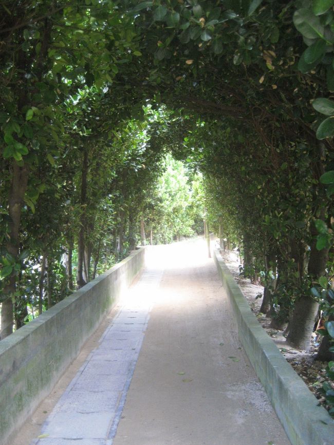 村木のフクギ。<br />宿のそばは、こんなフクギのトンネルがあったりします。昼間は日光を遮ってくれ、ほっとする道です。<br />映画でも使われたようです。