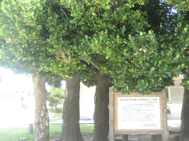 番所・渡名喜小中学校跡のフクギ群です。<br />フクギは砂地にもよく育ち、大木になるばかりでなく、直根が深く入り込んで台風にも倒れず、葉も密生するので、防風林や屋敷林として最適だそうです。