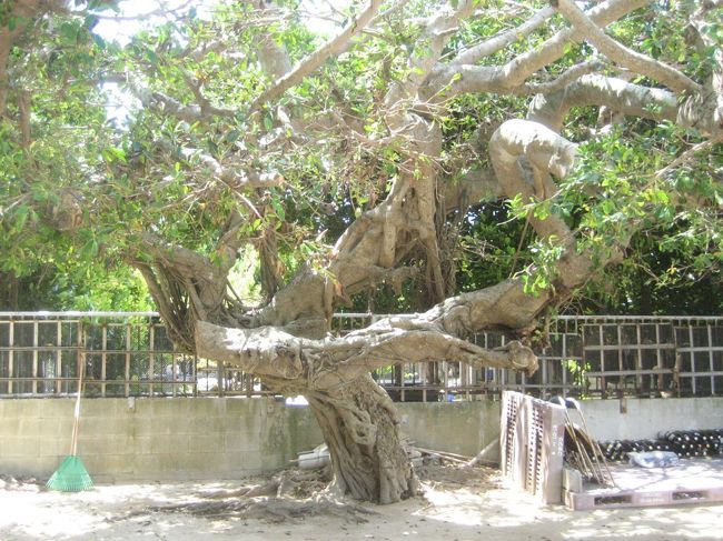 同じく小中学校跡のガジュマルの木。<br />ツルが巻きついています。