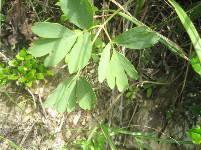 サクナ（長命草）です。<br />最終日の沖縄第一ホテルの朝食で頂きました♪