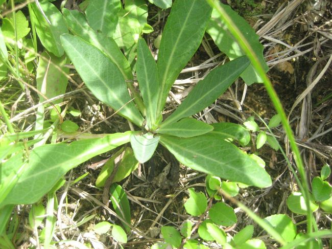 ニガナです。<br />こちらも、那覇市内のうりずんや、最終日の沖縄第一ホテルの朝食で白和えにして頂きました。