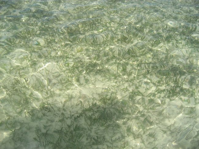 透き通るような海で底がしっかり見えます！<br />ゴーグル要らずです。