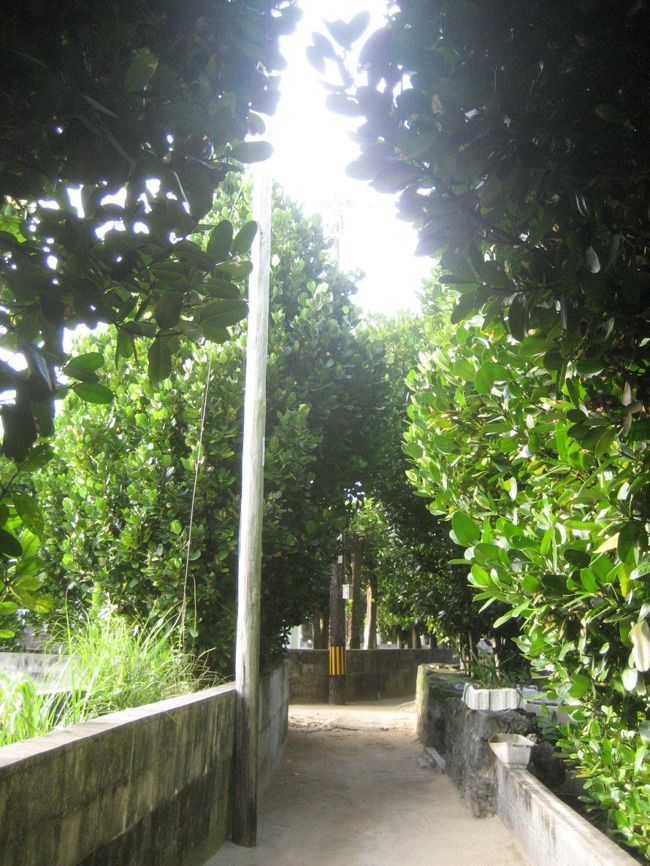 宿に帰って少しのんびりして、また集落を散策。<br />ずっと白砂の道路とフクギ並木が続き、道に迷いそうになります。