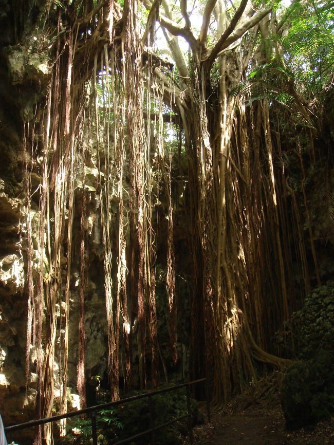 　おきなわワールドの向かいにある、ガンガラーの谷<br /><br />去年くらいに観光用に整備された場所で、ツアーガイドと一緒に鍾乳洞や、こんなガジュマルの林を巡ります。