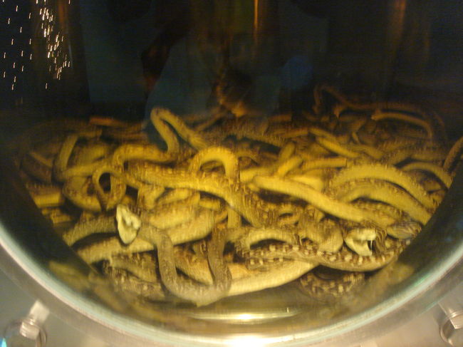 　おきなわワールドにあった、<br />ハブのホルマリン漬け・・・