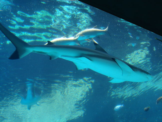 　沖縄美ら海水族館