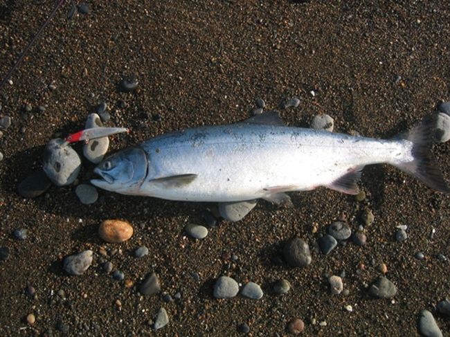 道北釣の旅 ２００９ 元沢木川河口でカラフトマス 雄武 興部 北海道 の旅行記 ブログ By ハリバット健さん フォートラベル