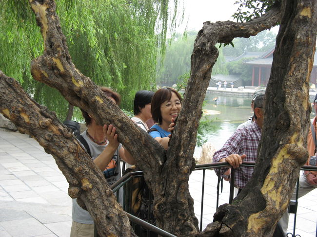 白居易の「長恨歌」に出てくる連理の枝。<br /><br />「天にあっては比翼の鳥のように、地にあっては連理の枝のように…」という有名なフレーズは、源氏物語にも採用されています。