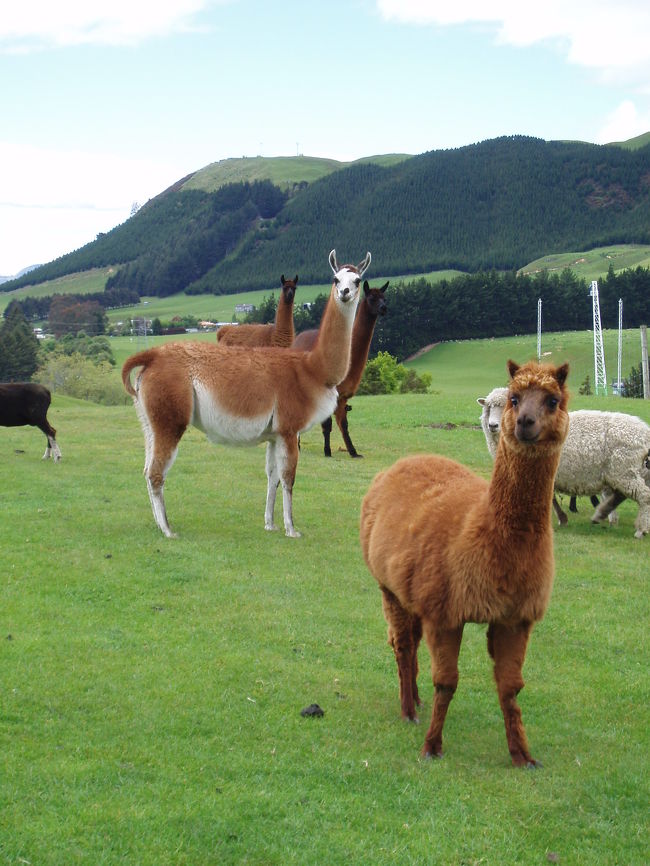 アルパカさんたち