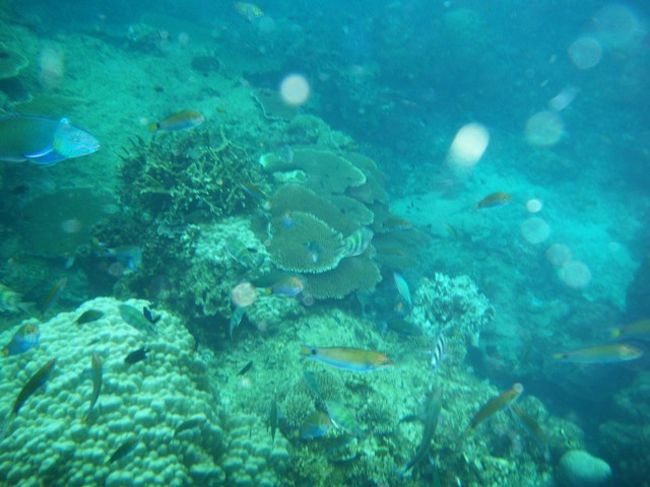 元気なサンゴもいっぱい見えます。