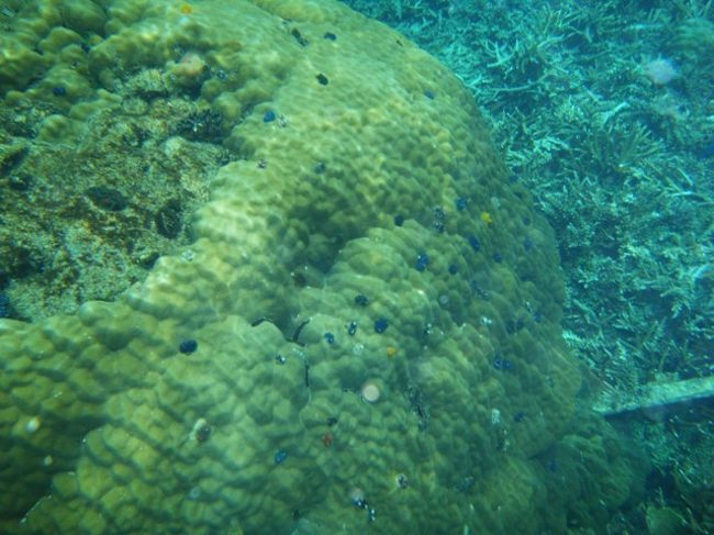 サンゴの上に、色とりどりのイソギンチャクが宝石のようにちりばめられていました。