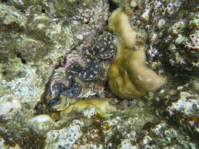 岩の間にこんな物が･･･<br /><br />初めのうちは何か分からなかったけど、貝だと分かりました。<br />いやぁ〜、貝までカラフルです。