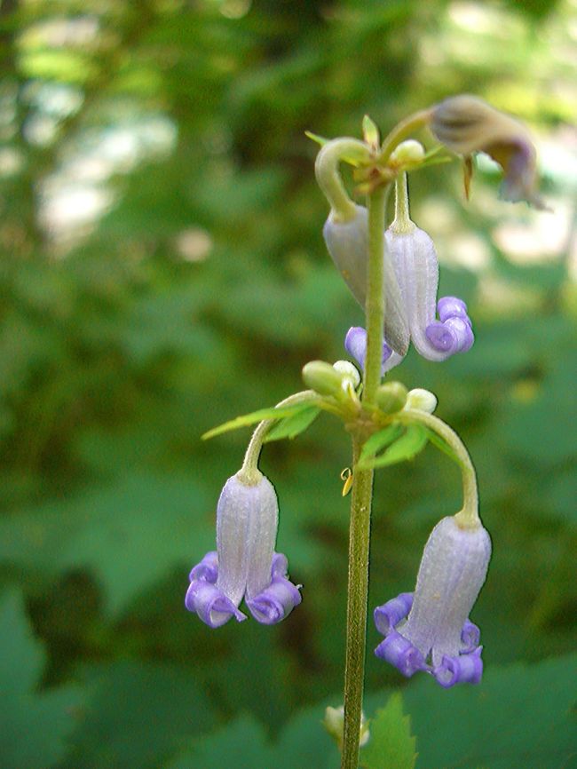 クサボタン（草牡丹）　キンポウゲ科<br /><br />花期は８〜９月。<br />淡紫色の花は長さ１〜２cmと小さい。