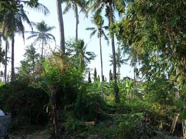 確かベネサリ通りのあたりにあったバリらしい自然の空き地。