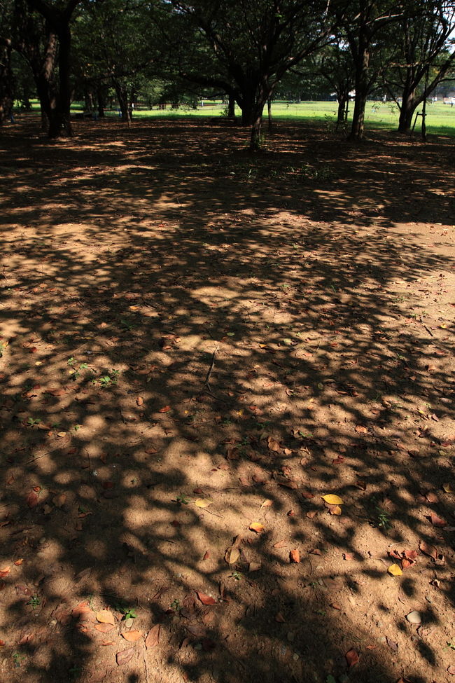 あ、そだ！<br /><br />秋からはコスモスをやるはずだから、どんな具合かみてこよぉ〜