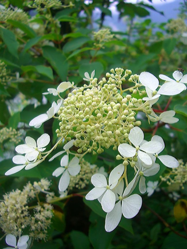 ヤブデマリ（藪手毬）　スイカズラ科ガマズミ属の落葉低木。<br /><br />花期は５〜６月で、やや黄色を帯びた小さな両性花が集まる花序のまわりに、白色の大きな５枚の花弁の広がった装飾花が縁どる。<br />樹高は３〜４mくらいになる。葉は枝に対生し、形は長楕円形で１０cmほど、葉の先端は尖り縁は全縁になる。