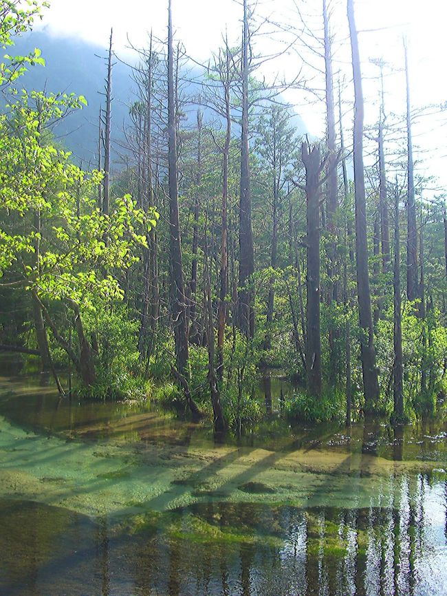 朝日が眩しい〜！<br /><br />そう言えばこの森林の奥で野生の猿を発見しましたが、すぐに逃げられてしまいました。